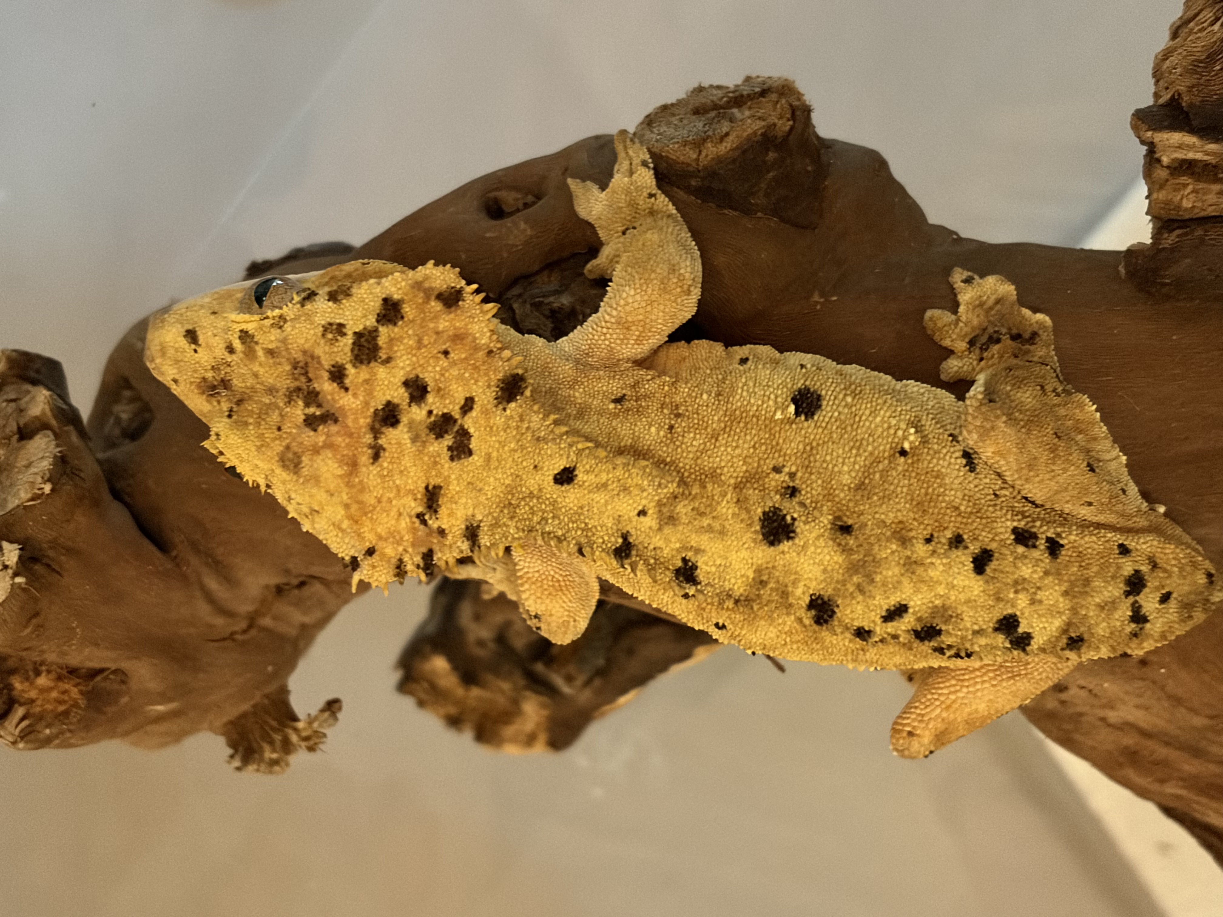 Asta climbing a branch, showing her bold dalmatian spots