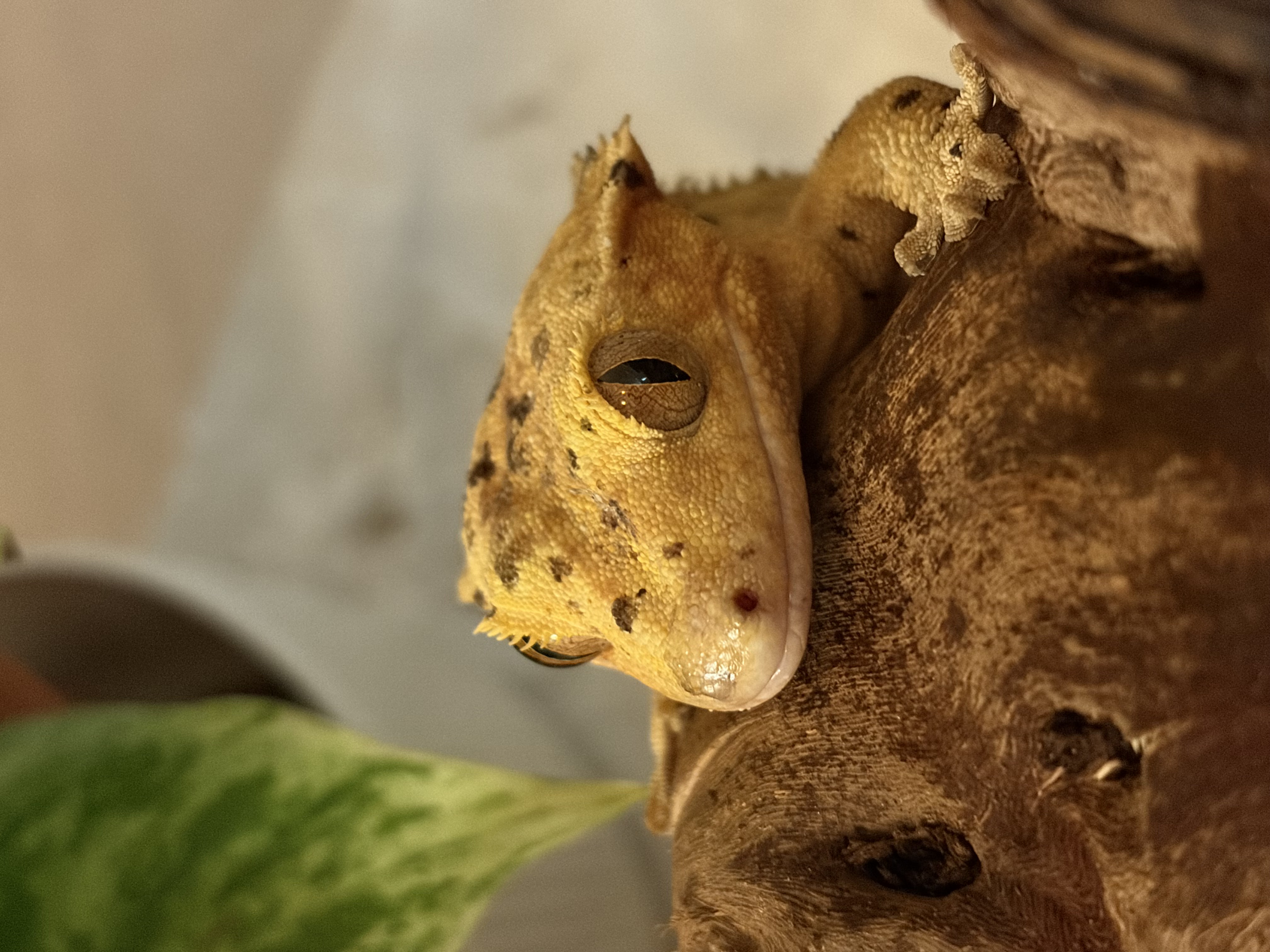 Asta close up, her bright yellow face and dark spots