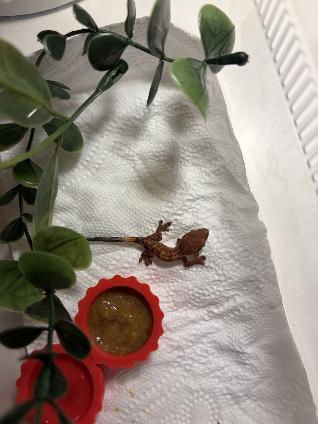 Our third hatchling in its tub, beside its food cups and a plant