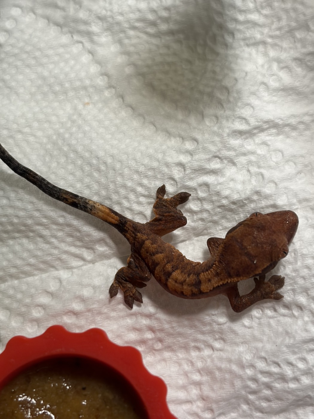 Our third hatchling close up from above, rust-red with orange banding along its sides and a dark tail