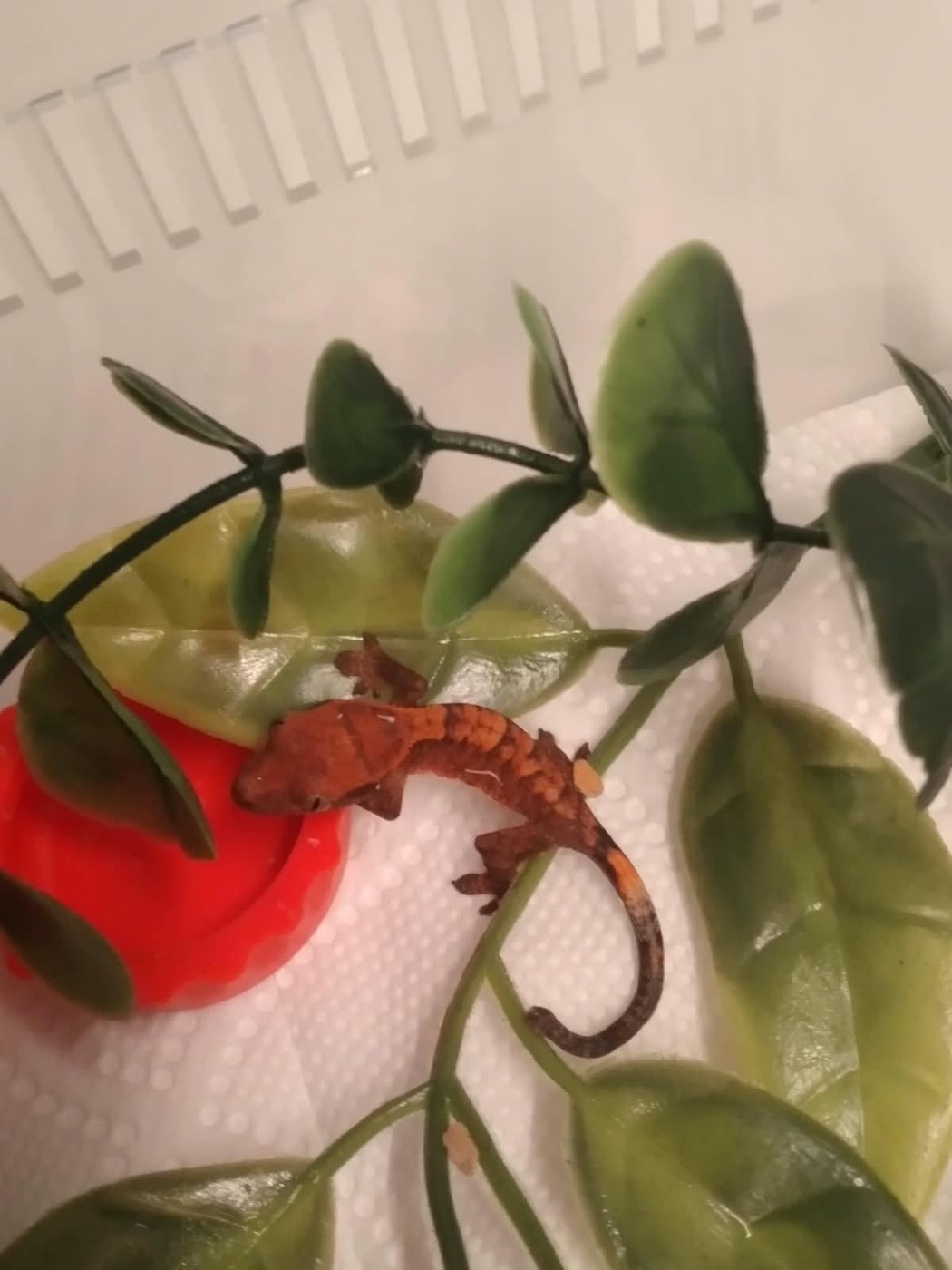 Our third hatchling resting on its food cup lid, tail curled, among the leaves of its tub