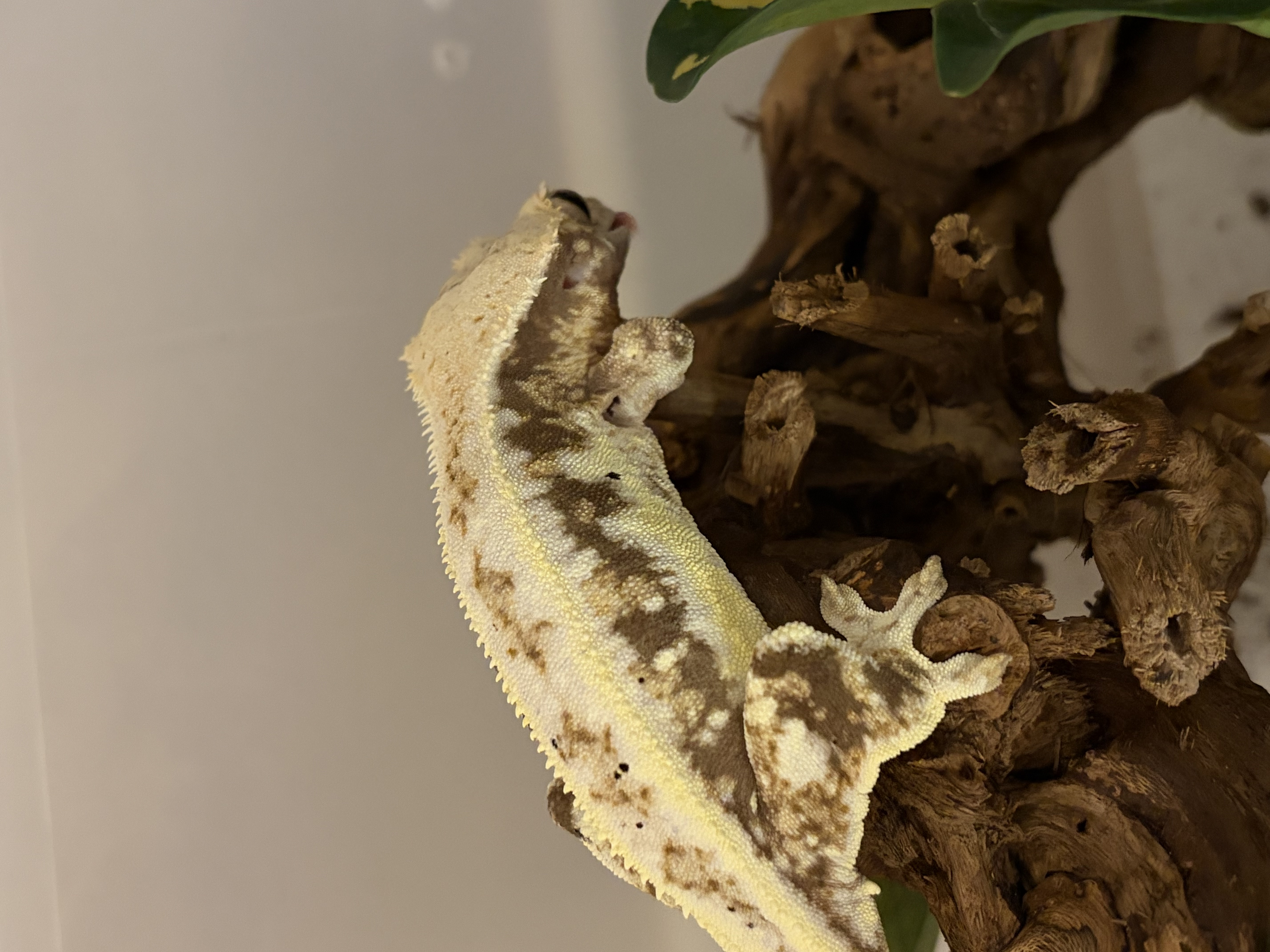 Liva, our lily white female, on a branch