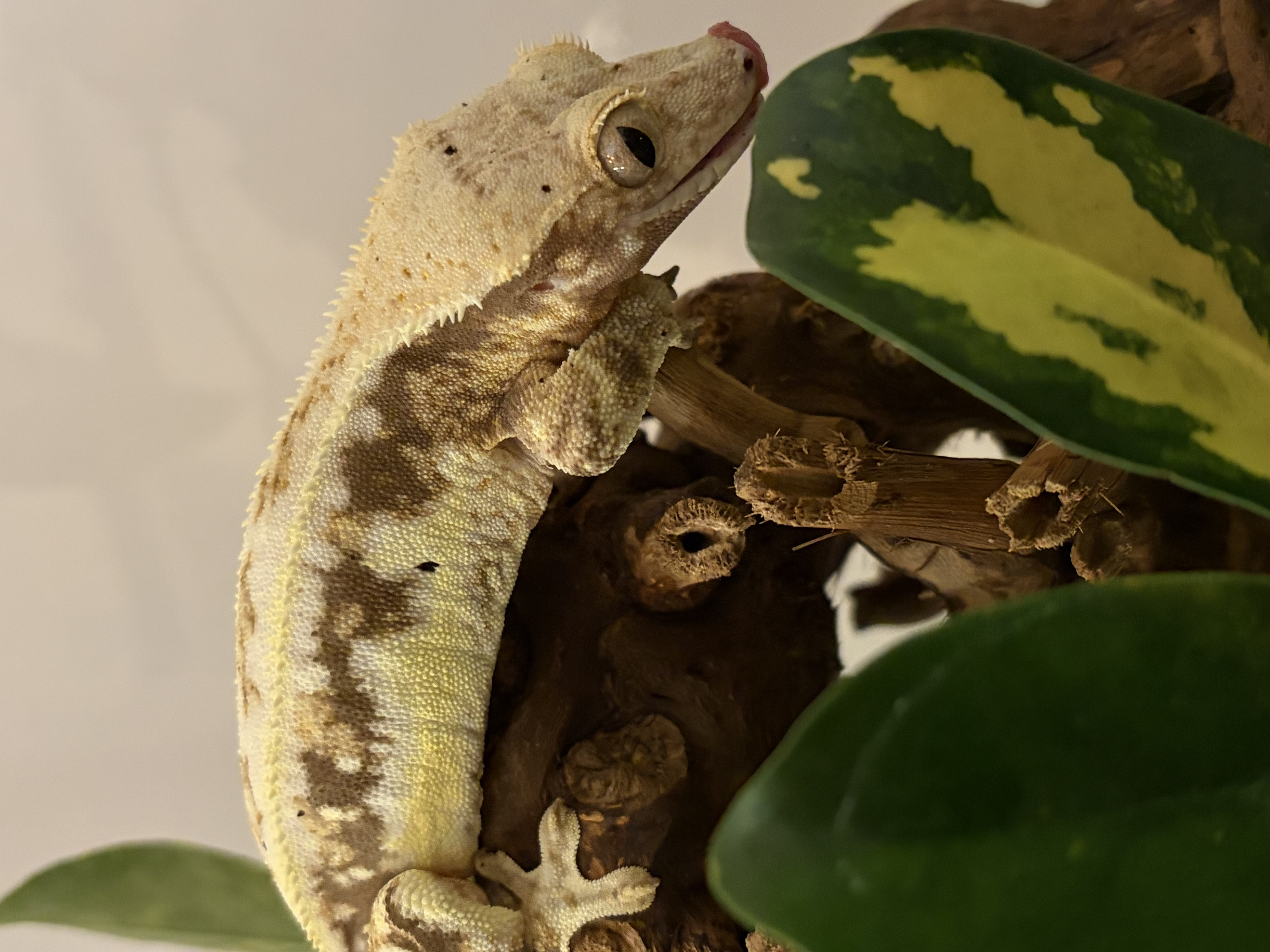 Liva showing her cream lateral edges and marbled pattern