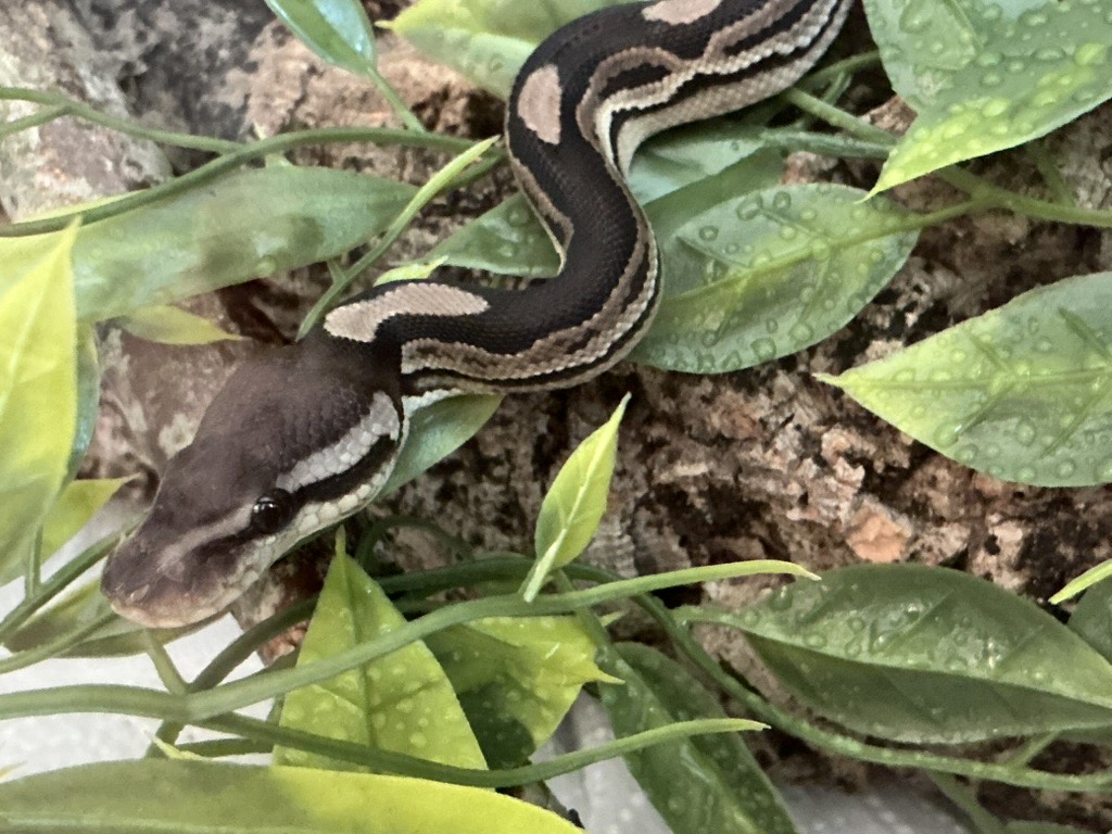 Noma, our young ball python, moving through leaves in front of cork bark