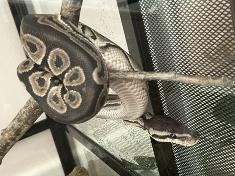 Noma coiled on a branch, showing the pale gold-edged markings along their back