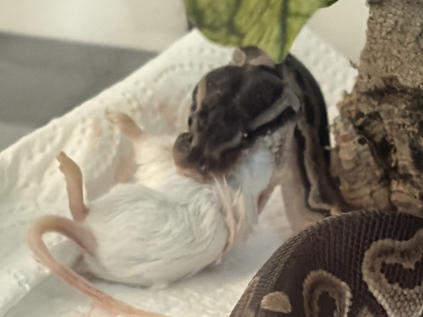 Noma feeding, taking a white mouse, coiled on paper towel beneath a leaf