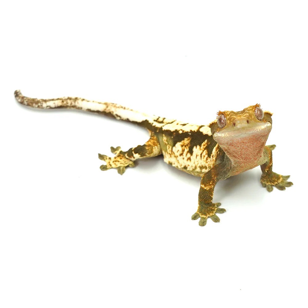 Otto, our founding crested gecko